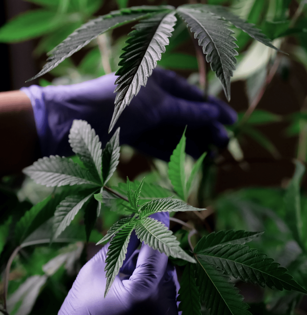 A cannabis cultivator with purple gloves touches a mature plant with purple leaves.